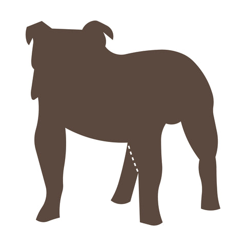 Dog-Bulldog
