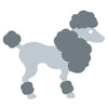 Dog-Poodle #2