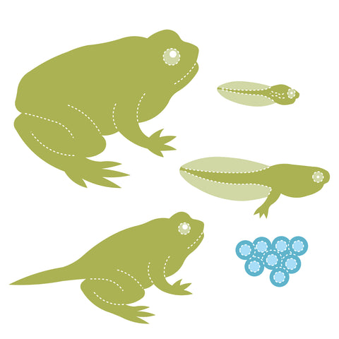 Frog Life Cycle Set