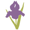 Flower-Iris