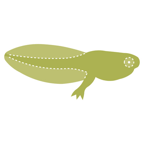 Frog-Tadpole w/Legs