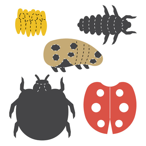 Ladybug Life Cycle Set